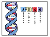 Le Basi del DNA