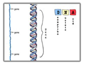 DNA è organizzata nei Cromosomi